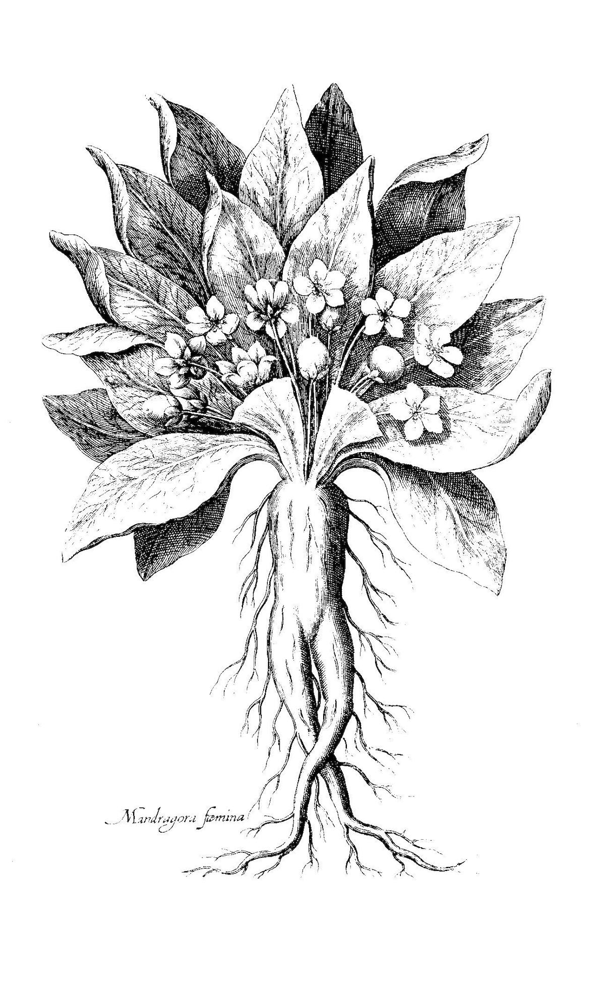 Image of mandrake from de Bry's Florilegium Renovatum et Auctum, 1641